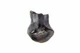 Ankylosaur Tooth - Montana #67812-2